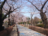 公営 都立青山霊園の画像