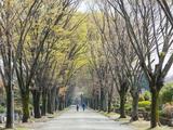 公営 都立小平霊園の画像