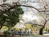 公営 都立多磨霊園の画像