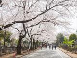 公営 都立谷中霊園の画像