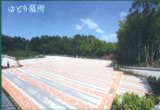 湘南エバーグリーンの画像